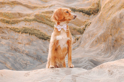 Dog Bow Tie: Chiswick Oyster