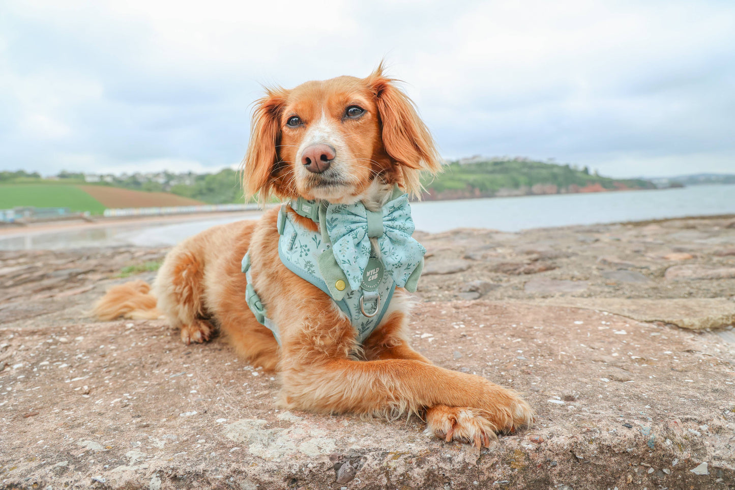 Dog Butterfly Bow: Chiswick Pistachio