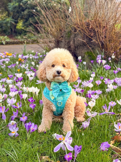 Dog Butterfly Bow: Belgravia Sweetpea