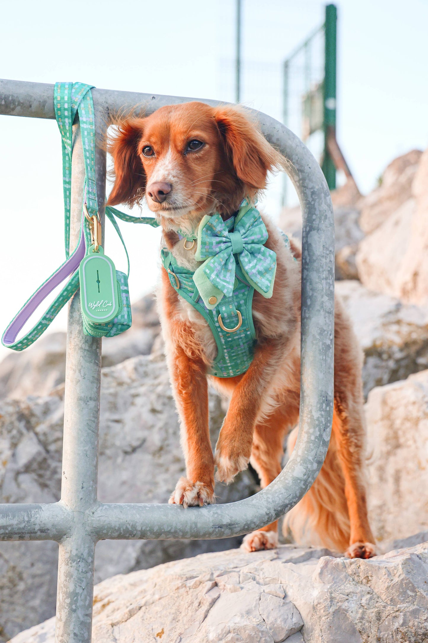Dog Butterfly Bow: Belgravia Sweetpea