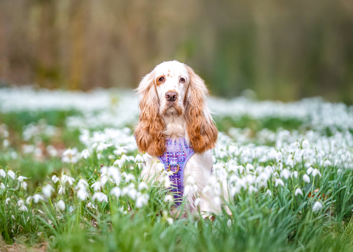 Step & Switch® Dog Harness: Belgravia Sugarplum