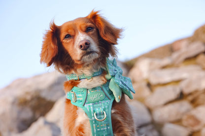 Adjustable Dog Collar: Belgravia Sweetpea