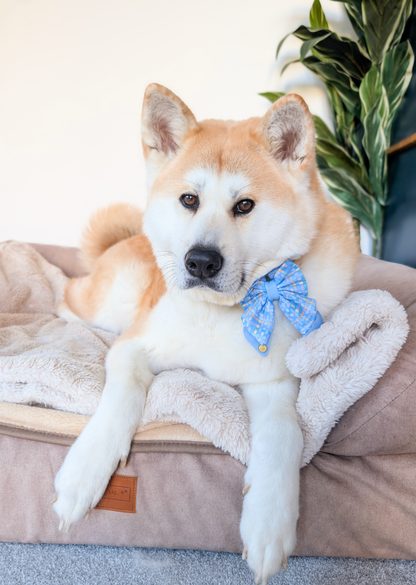 Dog Butterfly Bow: Belgravia Macaron