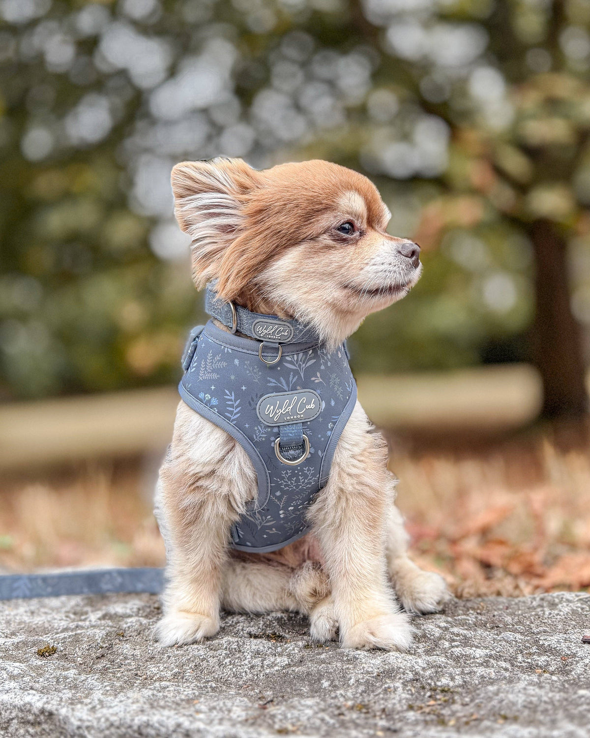 Adjustable Dog Collar: Chiswick Dovetail