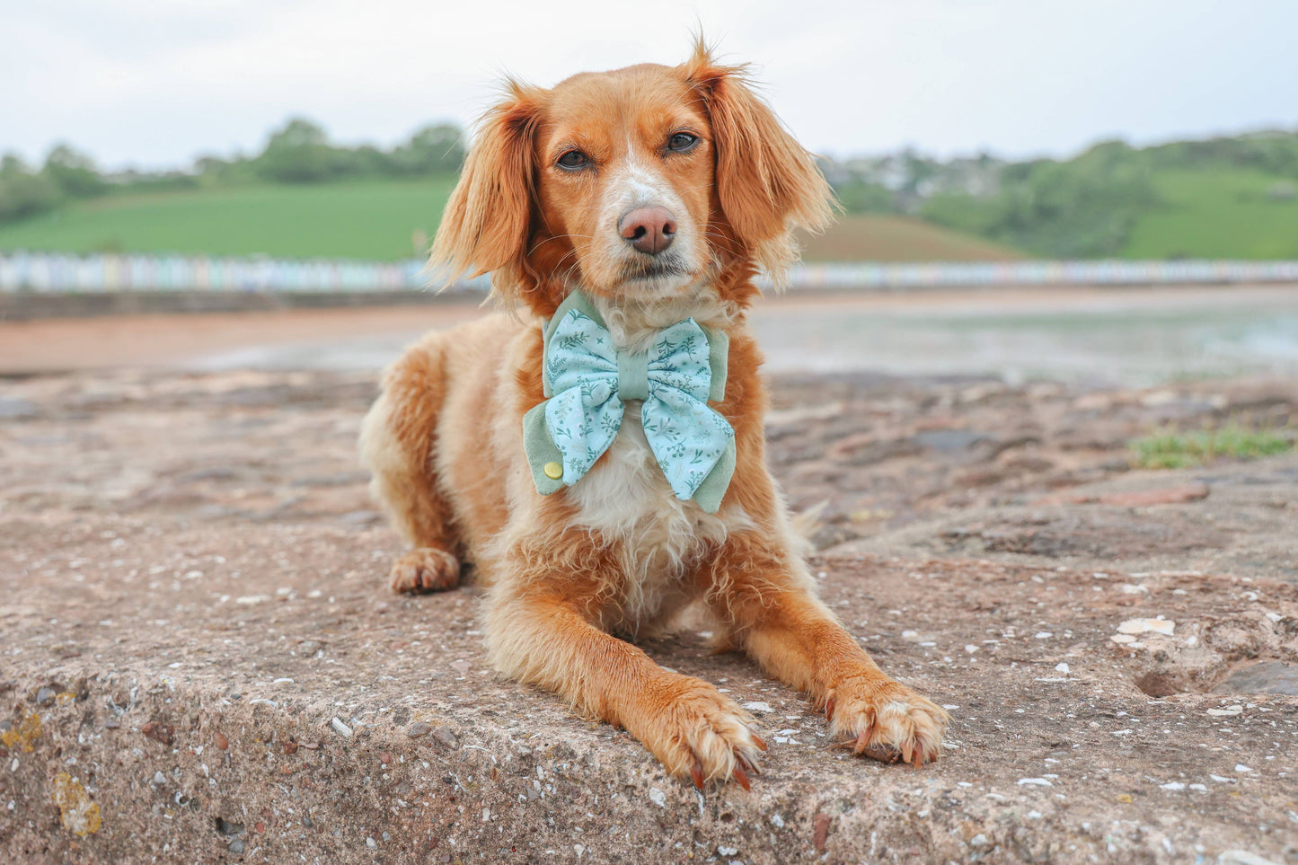 Dog Butterfly Bow: Chiswick Pistachio