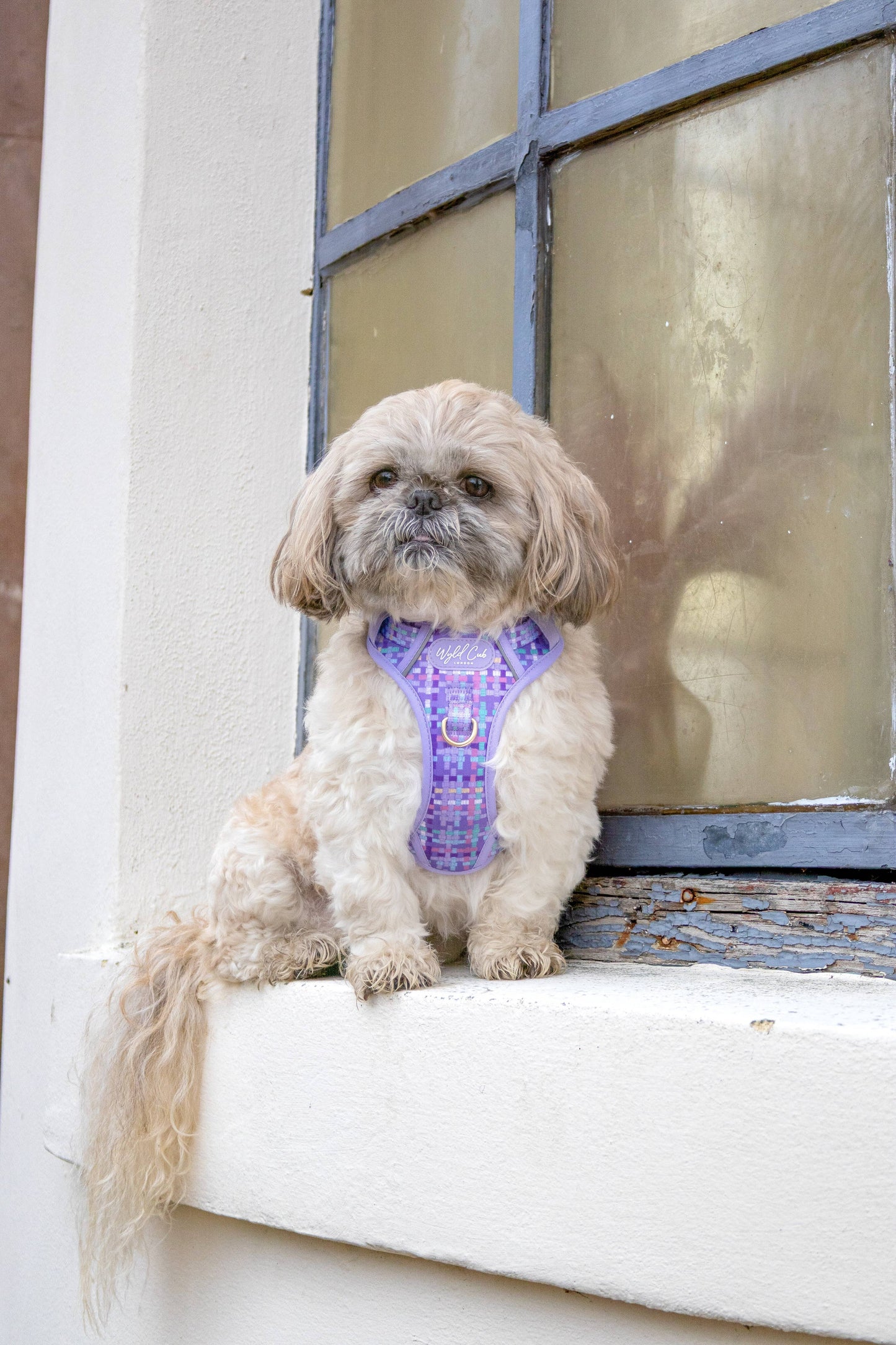 Step & Switch® Dog Harness: Belgravia Sugarplum