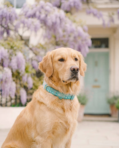 Adjustable Dog Collar: Belgravia Sweetpea