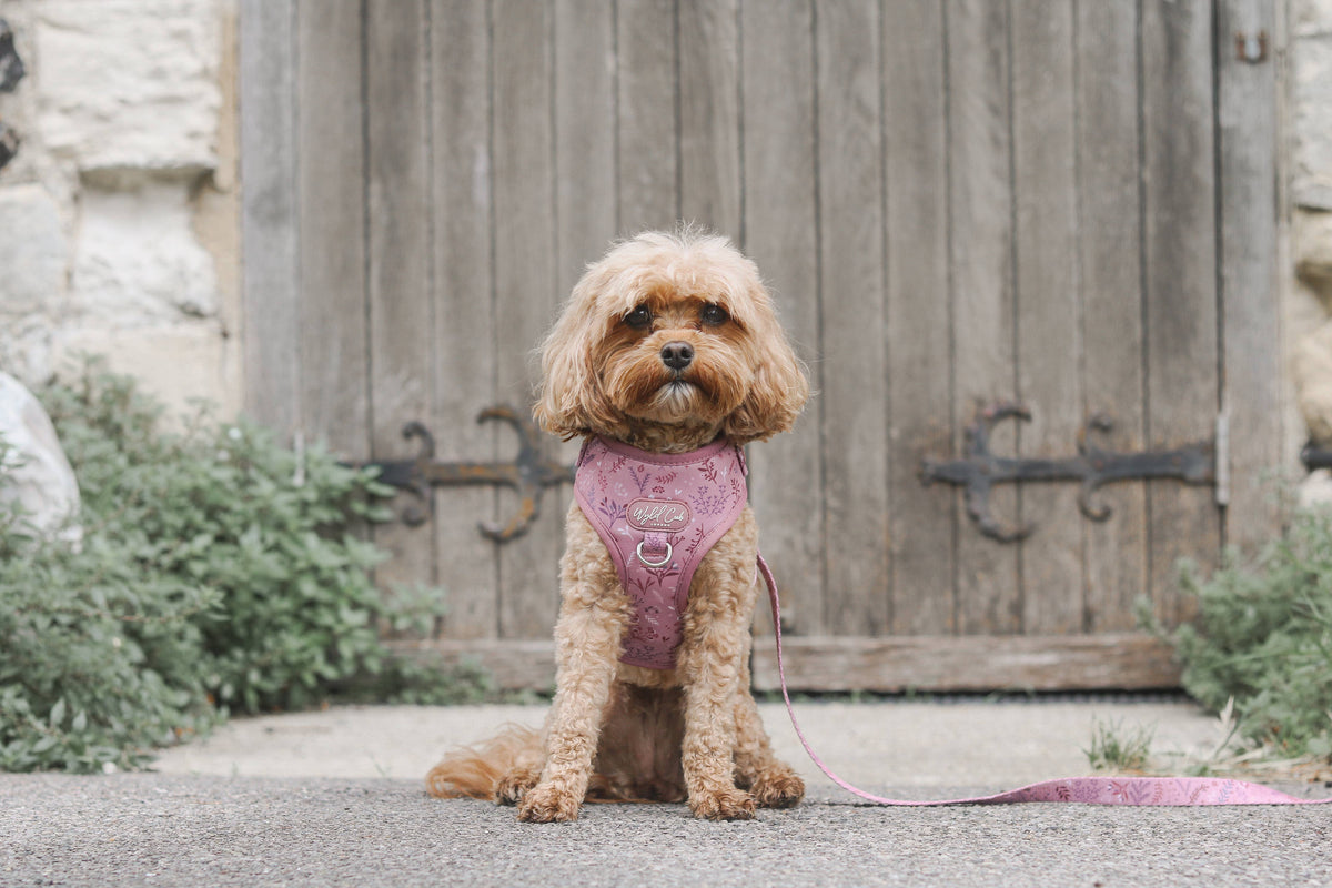Adjustable Dog Harness: Chiswick Rosewood