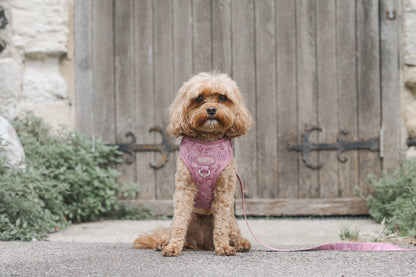 Adjustable Dog Harness: Chiswick Rosewood