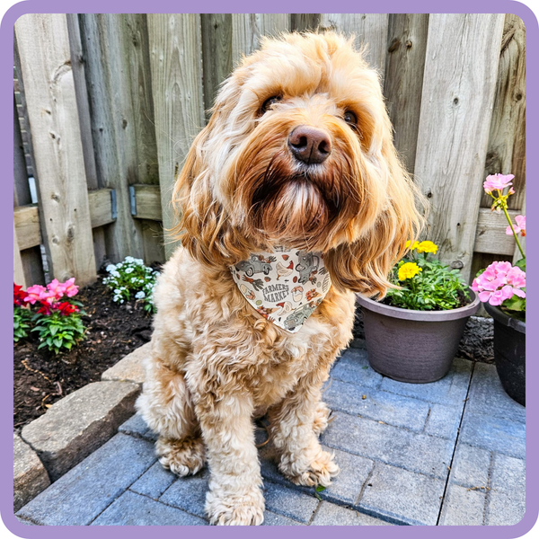 Customer photo for Farmer's Market Bandana