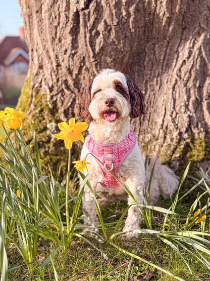 Adjustable Dog Harness: Belgravia Bonbon
