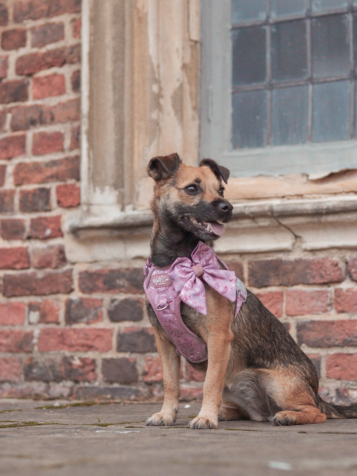 Dog Sailor Bow: Chiswick Rosewood