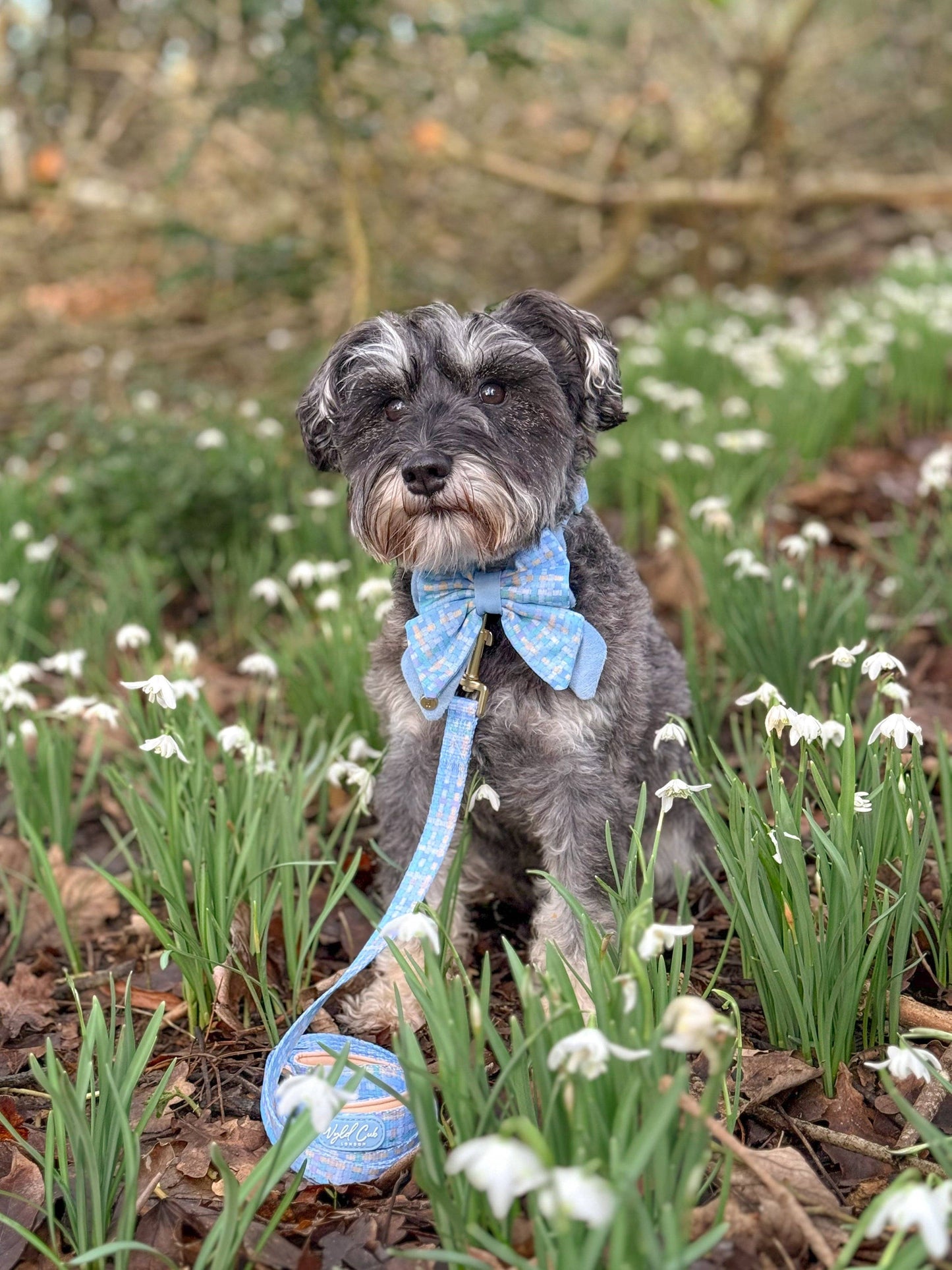 Dog Lead: Belgravia Macaron