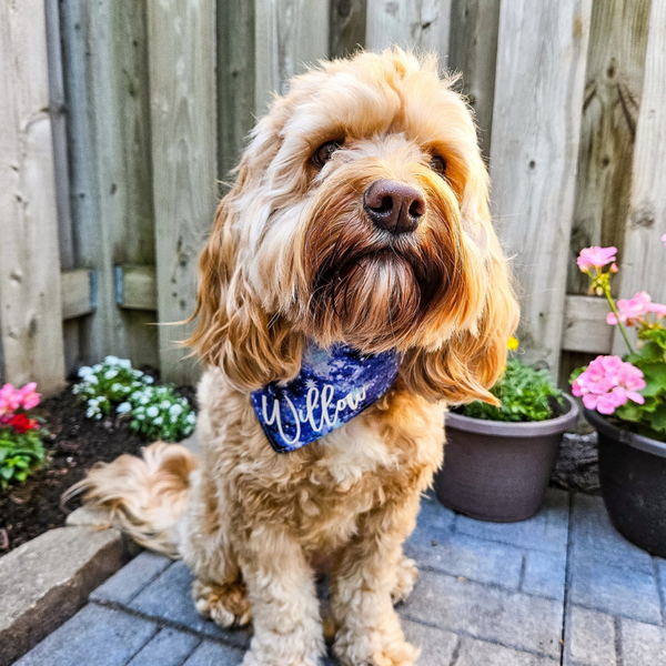 Customer photo for Blue Galaxy Bandana