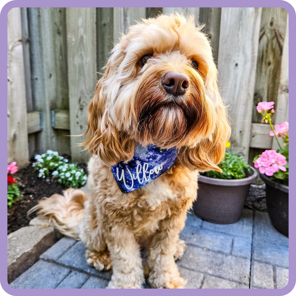 Customer photo for Blue Galaxy Bandana