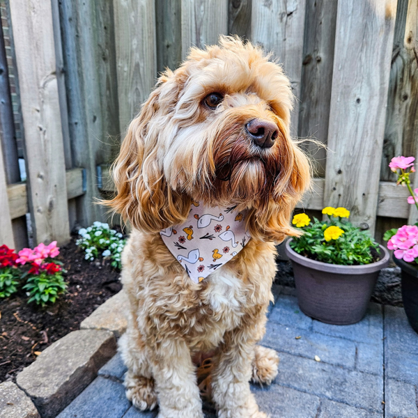 Customer photo for Goose Bandana