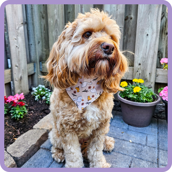 Customer photo for Goose Bandana