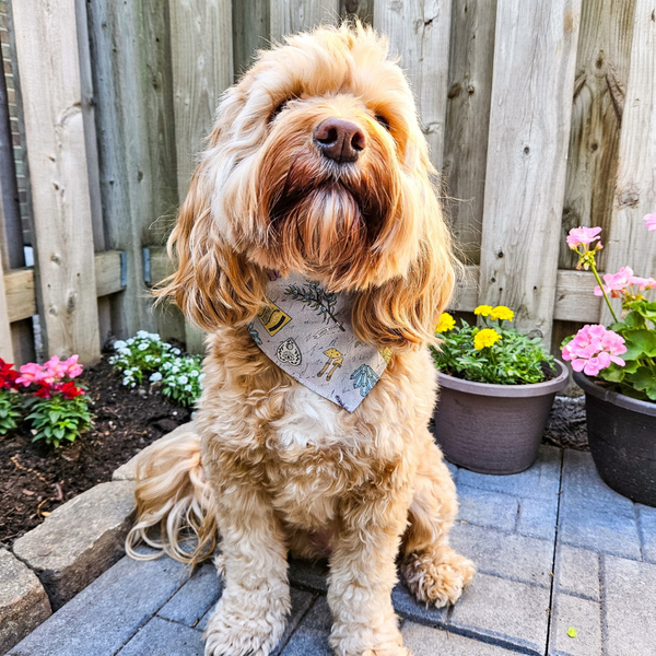 Customer photo for Grey Halloween Bandana
