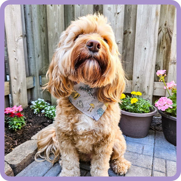 Customer photo for Mystic Herbs Bandana