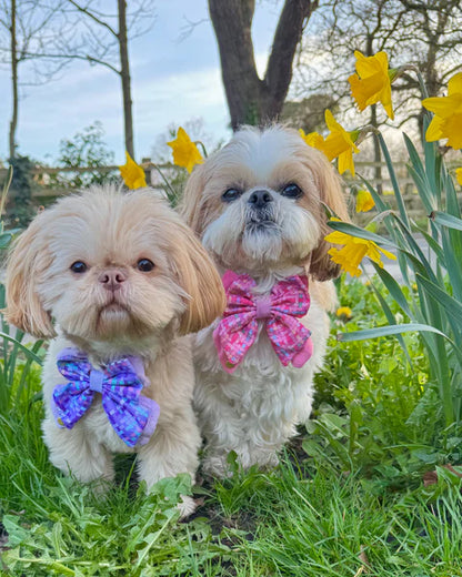 Dog Butterfly Bow: Belgravia Sugarplum