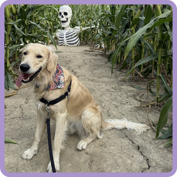 Customer photo for Jack-o'-Lantern Bandana