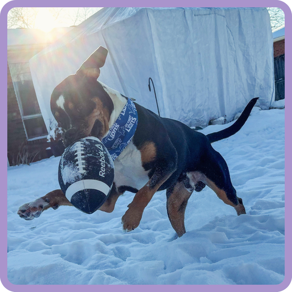 Customer photo for Detroit Lions Bandana