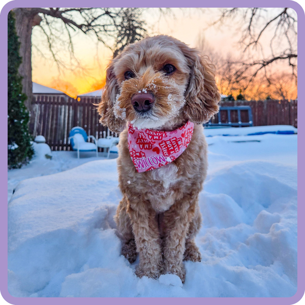 Customer photo for I'm A Lover Not A Biter Bandana