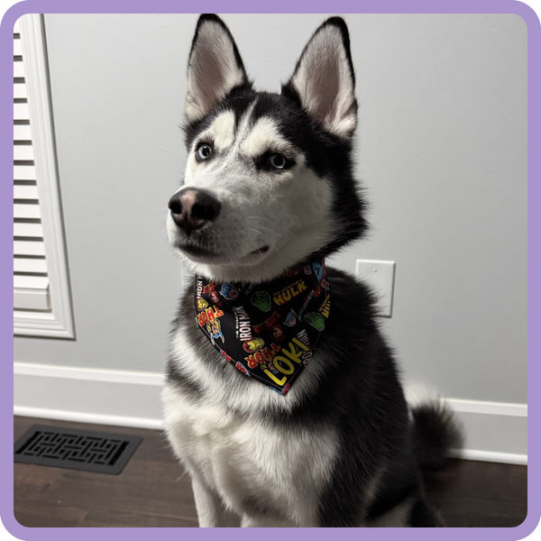 Customer photo for Marvel Comics Bandana