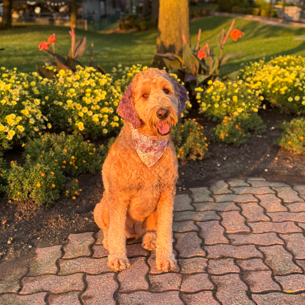 Customer photo for Mushroom Bandana
