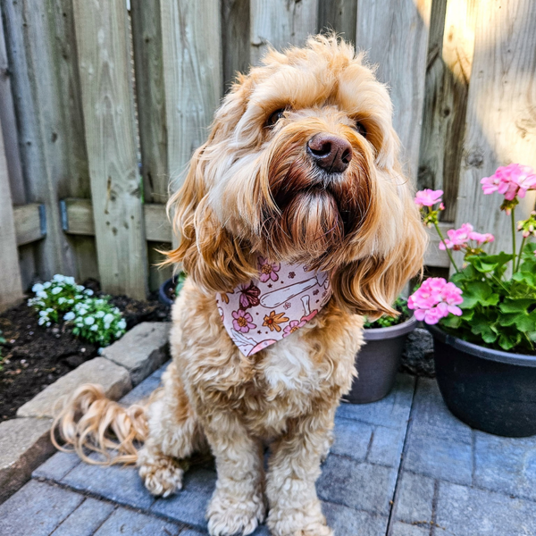 Customer photo for Mushroom Bandana