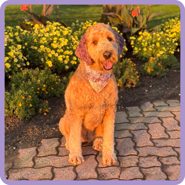 Customer photo for Mushroom Bandana