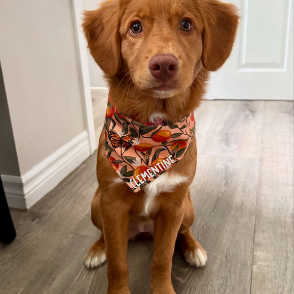 Customer photo for Orange Butterfly Bandana