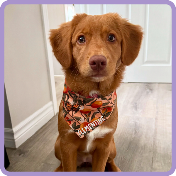 Customer photo for Orange Butterfly Bandana