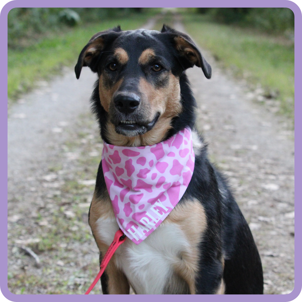Customer photo for Pink Cow Print Bandana