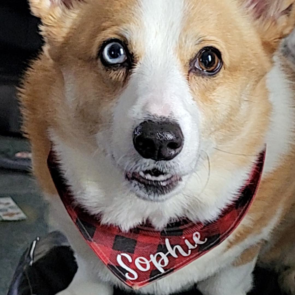 Customer photo for Red Plaid Bandana
