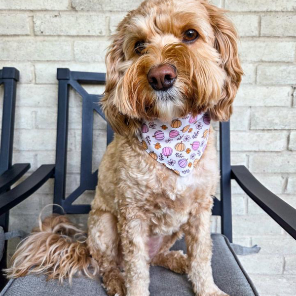 Customer photo for Pumpkins Bandana