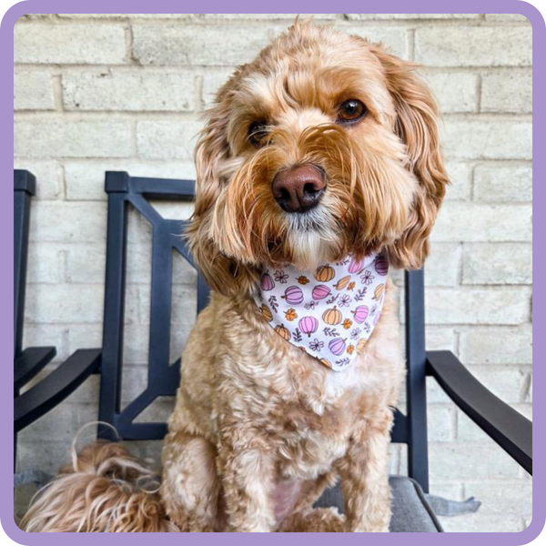 Customer photo for Pumpkins Bandana