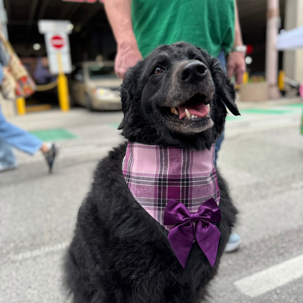 Customer photo for JB X B&B Collab Plum Bandana