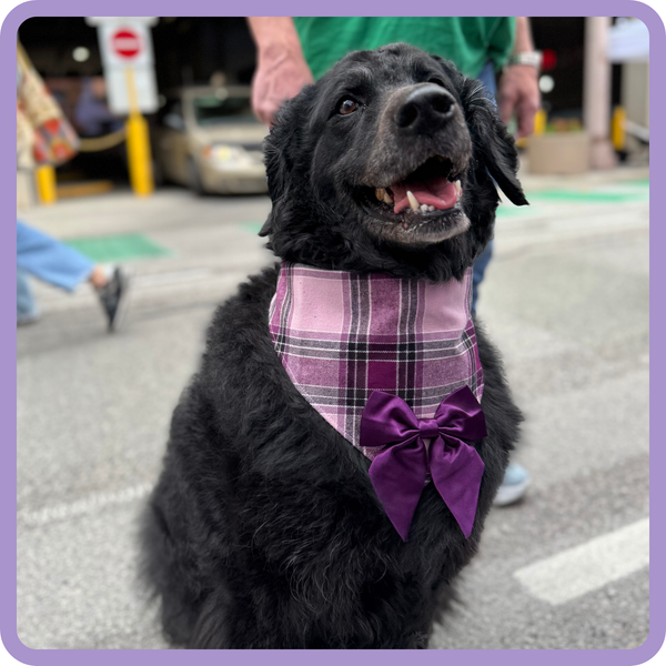 Customer photo for JB X B&B Collab Plum Bandana