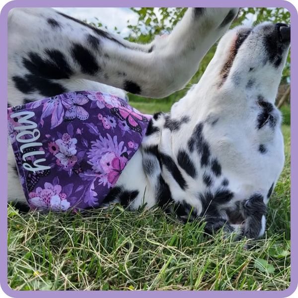 Customer photo for Purple Butterfly Bandana