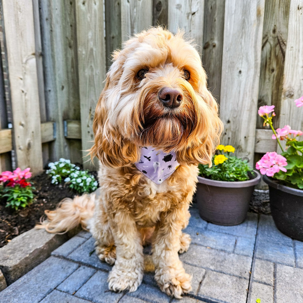 Customer photo for Purple Halloween Bandana