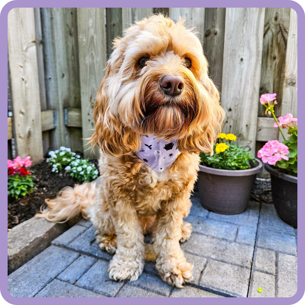 Customer photo for Purple Halloween Bandana