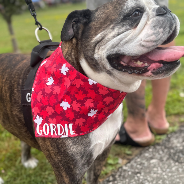 Customer photo for Red and White Maple Leaves Bandana