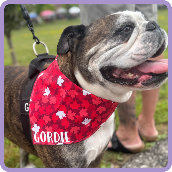 Customer photo for Red and White Maple Leaves Bandana
