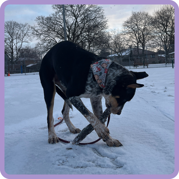 Customer photo for Red Mushrooms Bandana