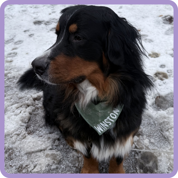Customer photo for Metallic Snowflake Bandana