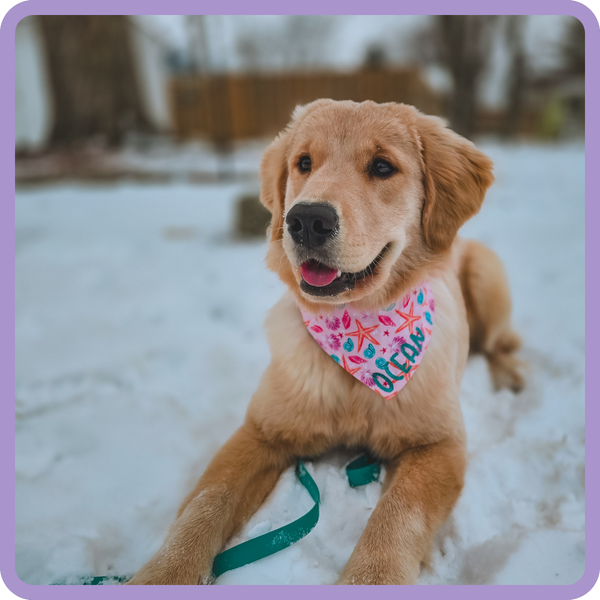 Customer photo for Starfish and Shells Bandana