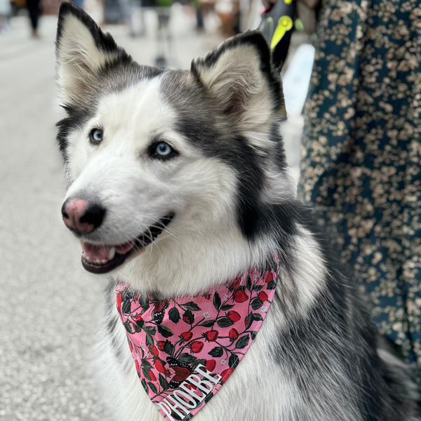 Customer photo for Strawberries Bandana