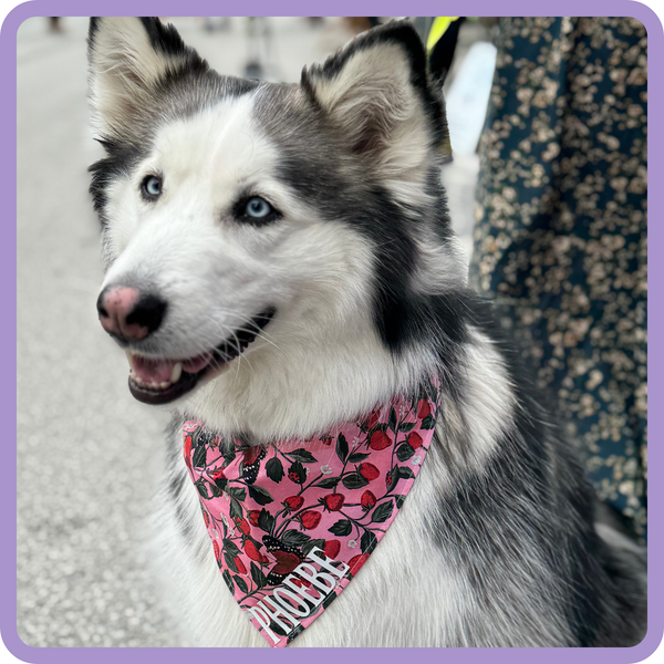 Customer photo for Strawberries Bandana