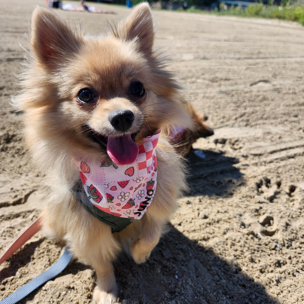 Customer photo for Strawberries and Flowers Bandana